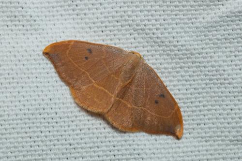 Watsonalla sp.